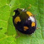 2014 Ladybird Beetle