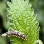 2014 - Mystery Caterpillar on Nettle leaf