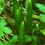 Allium 'Globemaster'1 sending up leaves in half barrel, Hardy Geranium leaves, 18th Feb 2012