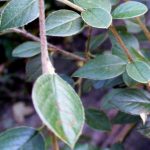 Anne's Bee Bush, a Cotoneaster