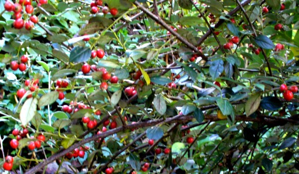 Anne's Bee Bush, berries 2012