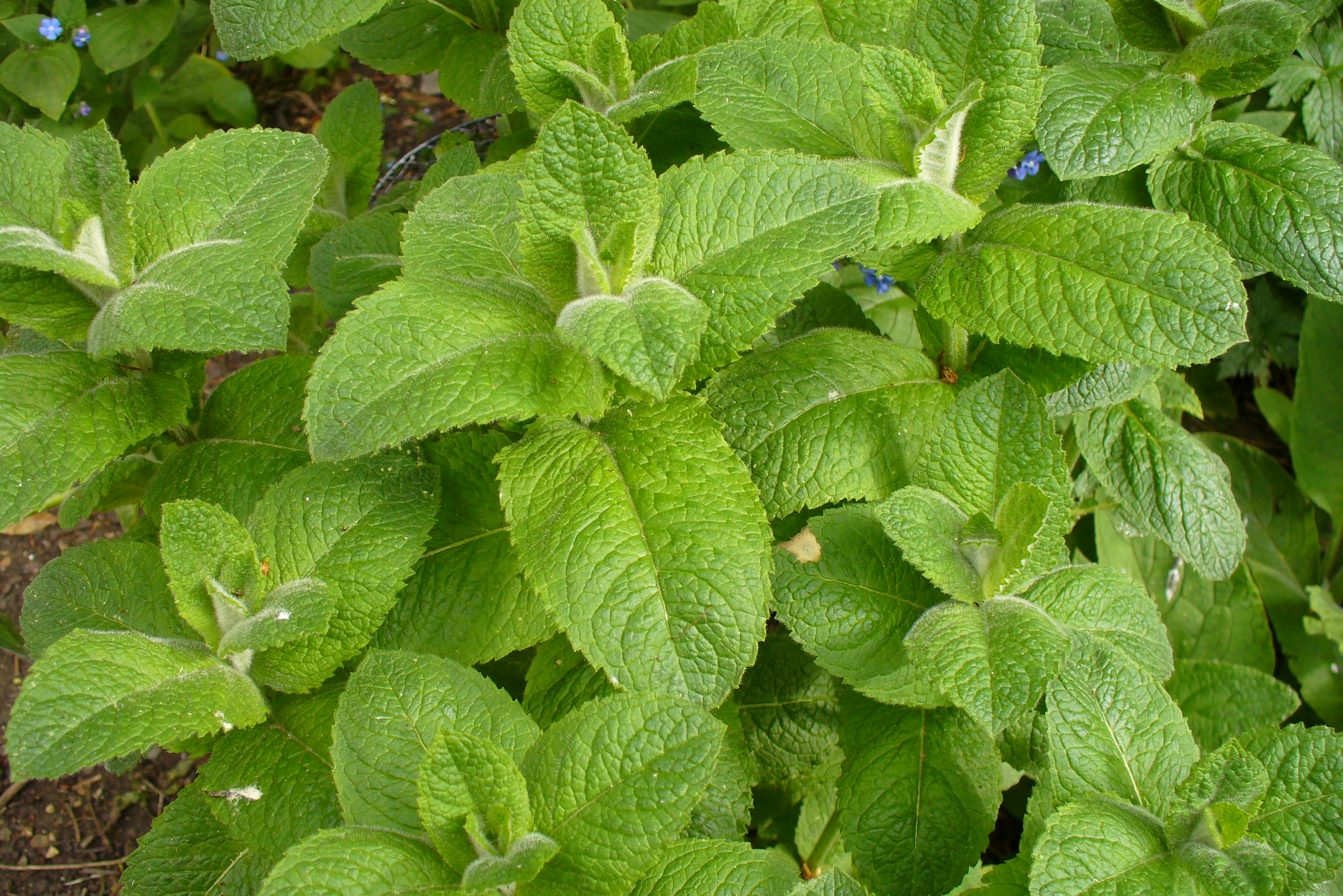 Apple Mint foliage
