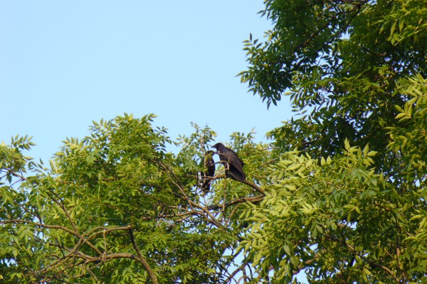 Ash Tree - Crows, parenting