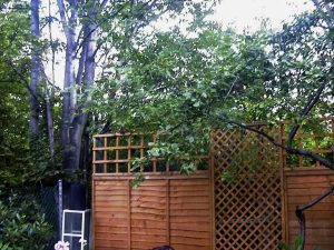 B3 Baytree Corner, Four sycamores grwing together, fishtank blocks gap into the little woodland