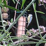 BLUETIT sharpen