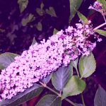 BUDDLEIA 2013