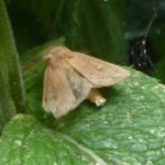 Beige Moth crop P1040294