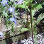 Borage in wildlife square