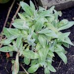 Centaurea Montana in spring