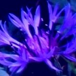 Centaurea Montana