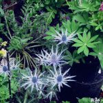 E1 Sea Holly (Eryngium), Lupin, Oriental Poppy foliage