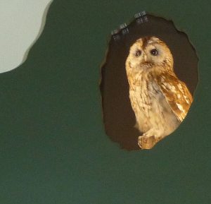 Eco Centre Owl sharpen