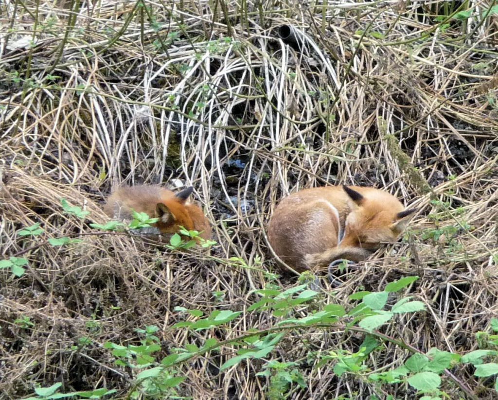 Fox in Back with cub, asleep