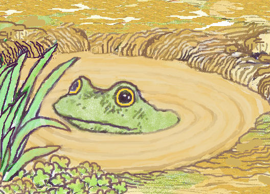 Frog in puddle