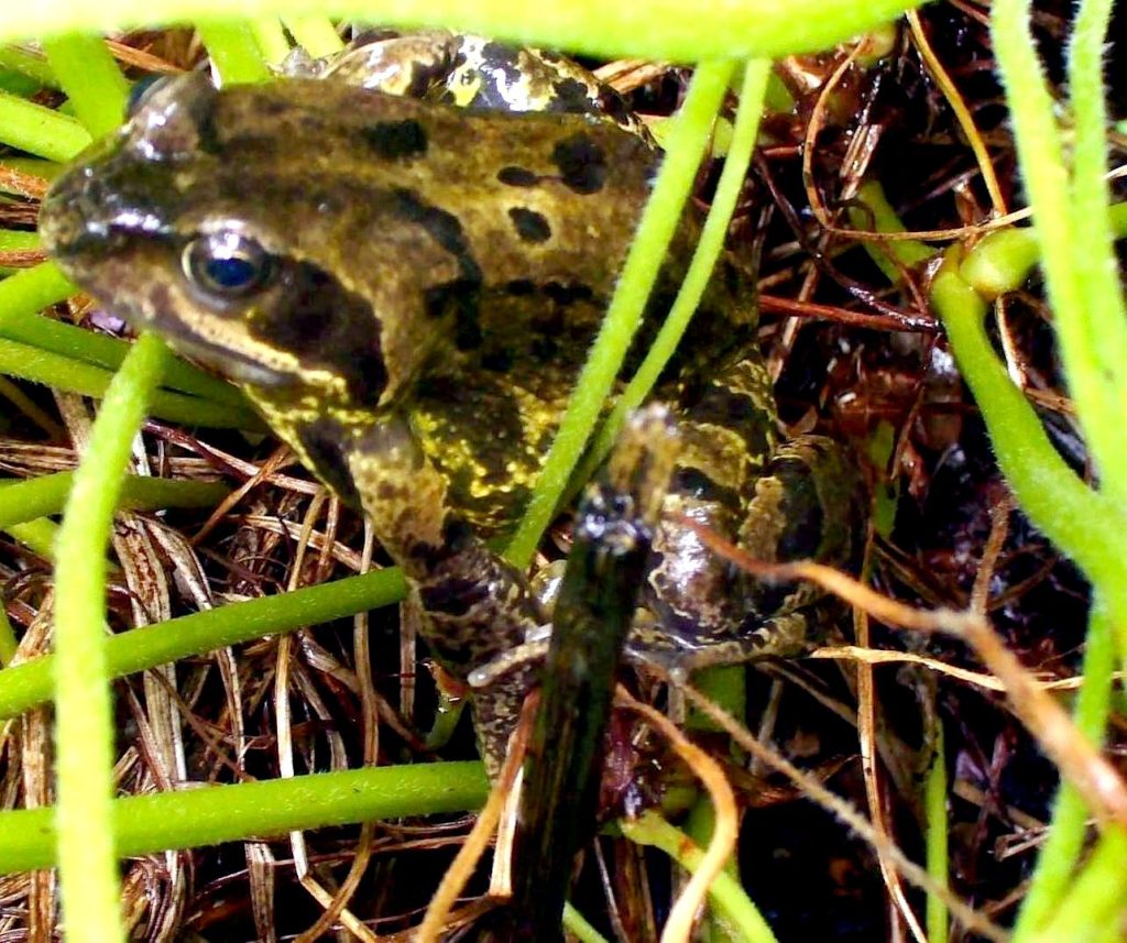 Frog in the Half Barrel, 9th June 2012