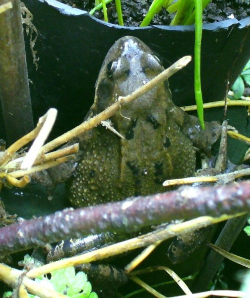 Frog in the Morning on the earthwork, October 2010