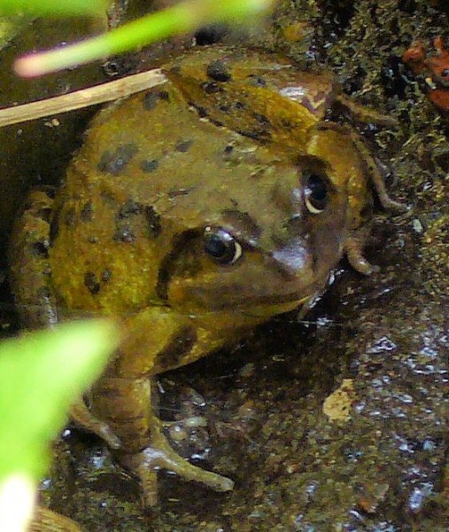 Frog on wet brick two, crop 940