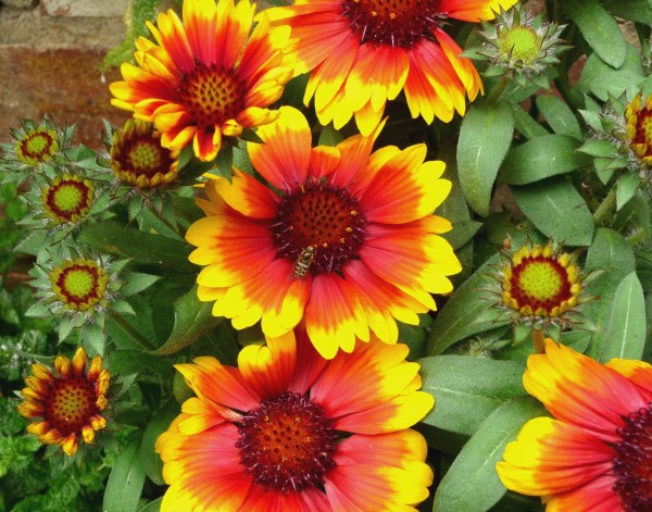 G1 Gaillardia flowers with hoverfly, 6th Aug 2011