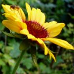 Gaillardia with insect, late 2012