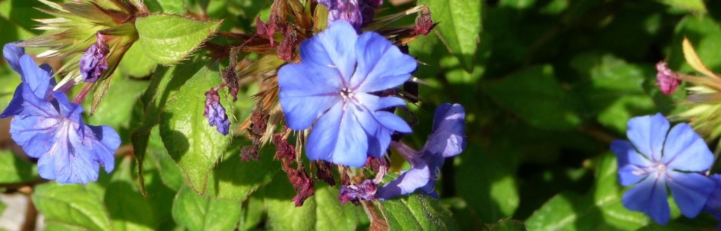 Gillespie Park Fl - Ceratostigma Willmottianum (Blue Plumbago), planted in rock gdn behind centre