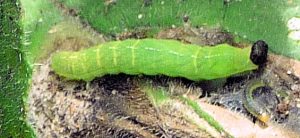 Green caterpillar on Alkanet leaf.JPG
