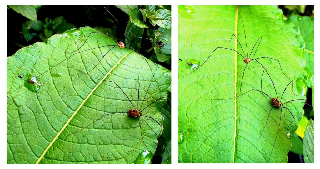 HARVESTMEN FR on Himalayan Knotweed leaf