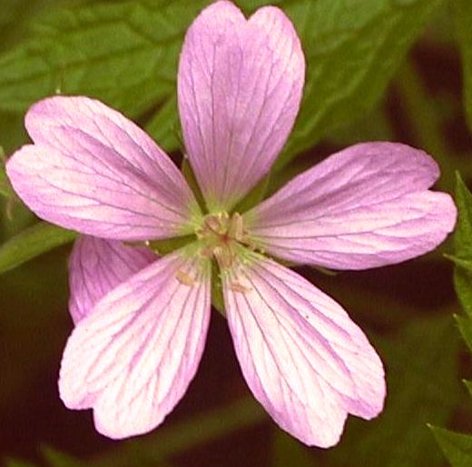 HG1 Hardy geranium Oxonianum 'Wargrave Pink'