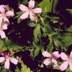  Hardy Geranium Oxonianum 'Wargrave Pink'~