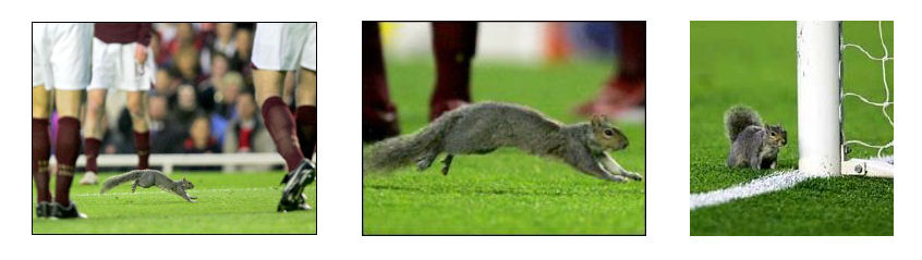 Media photos of Highbury Squirrel