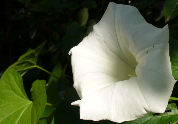 Hedge Bindweed