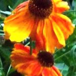 Helenium, 9th Aug 2011