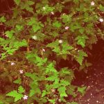 Herb Robert best lightened