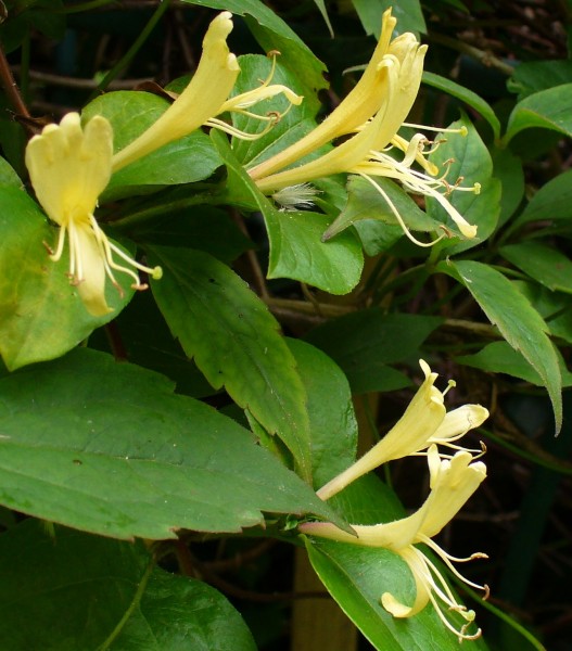 Honeysuckle one