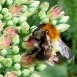 IP3 Ice Plant with Bumblebee, 15 May 2011