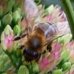 IP4 Ice Plant with Honeybee 15 May 2011