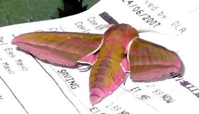Insect - Arsenal Elephant Hawkmoth2