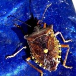 Insect - Forest Shieldbug (Pentatoma rufipes) on blue table, 3rd Sep 2012