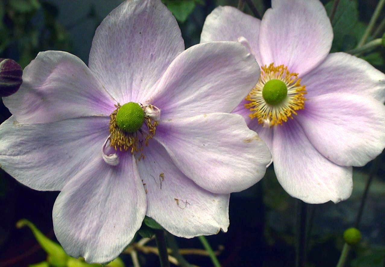 Japanese Anemone, two blooms
