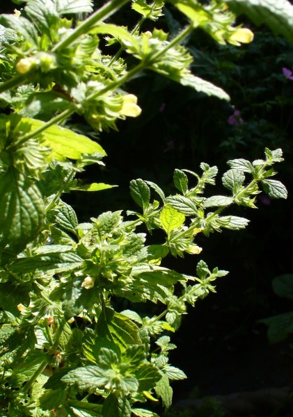 LEMON BALM IN SUNSHINE P1030596