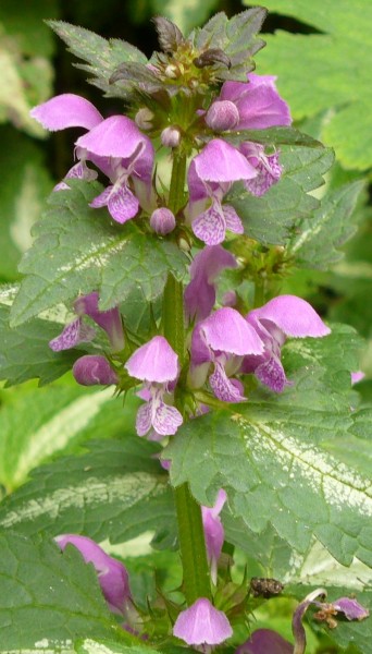 Lamium Maculatum closeup