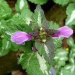 Lamium maculatum (1)