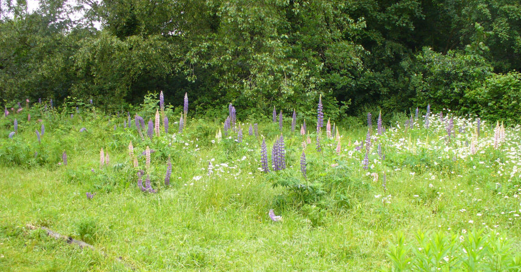 Lupin Meadow, gillespie pk, may 2014 