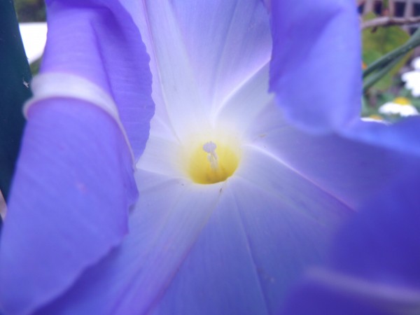 MG1 Morning Glory 'Heavenly Blue' opening up