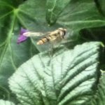 Marmalade Hoverfly on Meadowsweet leaf