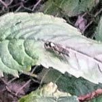 Mystery bug on Monarda leaf, September 2016