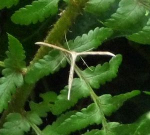 Plume moth on fern 2015