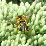 Possible Hoverfly on Ice Plant florets