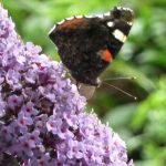 Red Admiral Butterfly on Buddleia