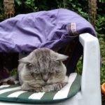 Row 5 No 3 - Tigg dozing under old coat on gdn chair