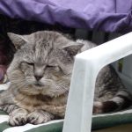 Row 5 No 4 - Tigg closeup, gdn chair and coats, dozing